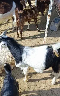 کهره نر