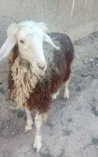 فروش بره ماده