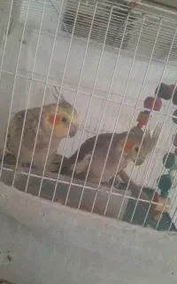 یک جفت عروس هلندی