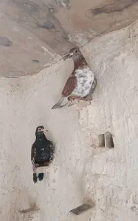 کبوترجفت نرتاختی نابلد
