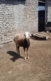 بره گمشده