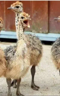 شترمرغ