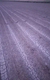 کود اوره