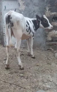 گاو گوساله سمنتال اصل ۱۵۰ک