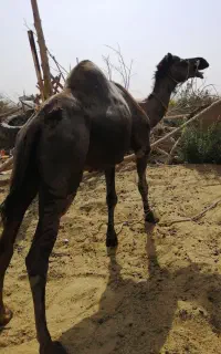 شتر گعود نر، سندی