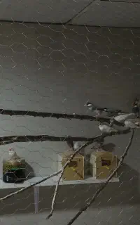 نرگسی جفت آماده