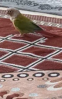 گرینچیک و عروس هلندی