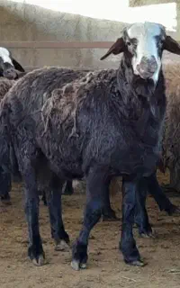 گوسفند زنده موجود است