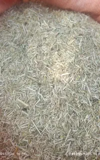 کاه یونجه