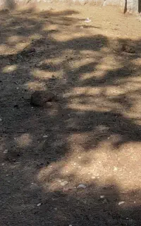 کود گوسفندی