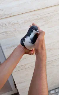 کبوتر اصفهانی ماده