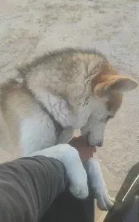سگ واگذاری