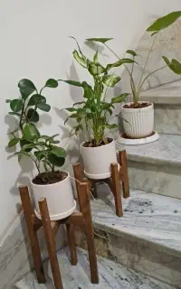 گل و گلدان آپارتمانی سر حال