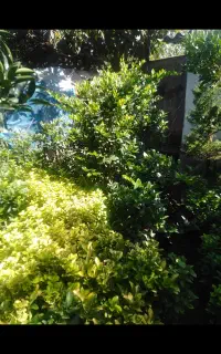 فروش گل وگیاه طبیعی