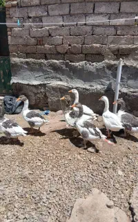 فروش فوری غاز محلی