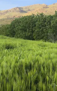 ابیار کشاورزی