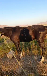 خرید پرس خشک یونجه
