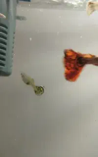 ماهی گوپی نژاد اصل