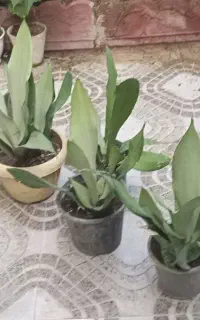 گل مهتابی