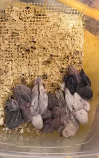 جوجه طوطی برزیلی