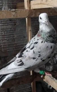 سار هفت رنگ