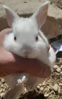 خرگوش