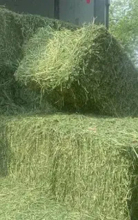 یونجه قیمت مناسب تحویل دامداری ۳۱۰۰۰