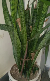 گل طبیعی