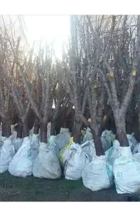 فروش نهال اصلاح شده در نهالستان