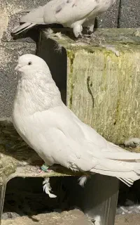 چشم نوک سفید