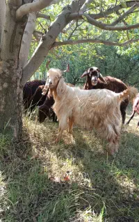 بزغاله نر