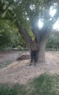گردوتکان ماهرهستم گردوتازه موجودارسال سراسرکشور