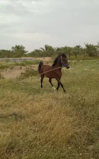بن طوطی