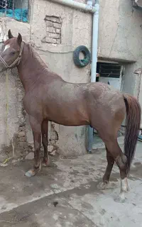 اسب نریان