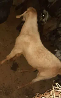 کهره نر