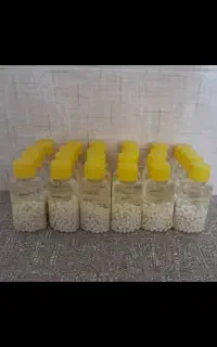 خاویار حلزون