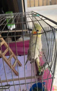 عروس هلندی