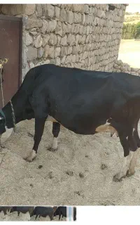 گاو دورگ