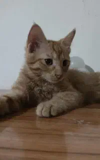 دو عدد بچه گربه دو ماهه پسر و دختر رایگان