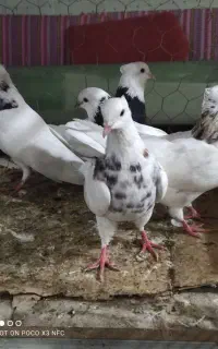 کلفه.
