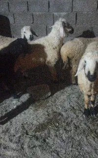 قساب