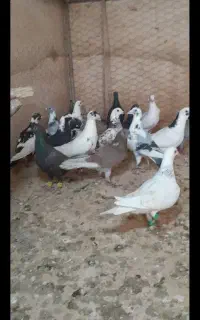 کفتر جوجه دوخط گم شده نوده