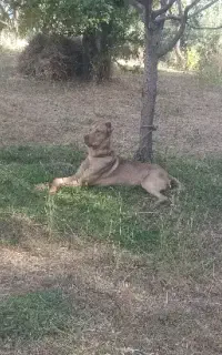 سگ سرابی