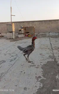 مرغ لاری