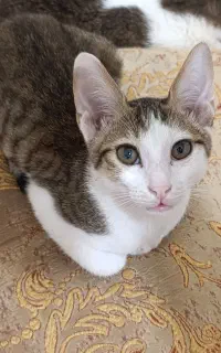 گربه ۴ ماهه