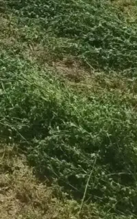 فروش یونجه