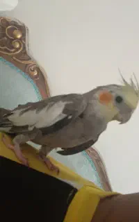 عروس هلندی گمشده