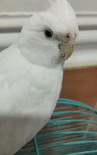 عروس‌هلندی‌‌گم‌شد
