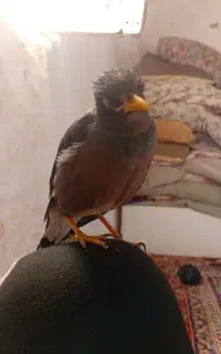 گمشده مینا