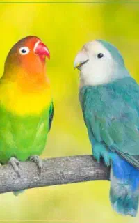 یک عدد طوطی برزیلی پیدا شده